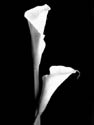 Calla lilies