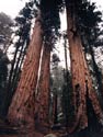 Sequia's Trees